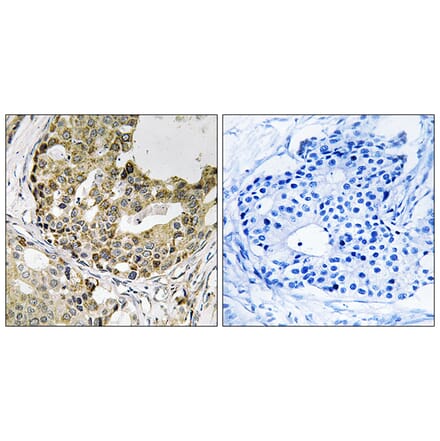 Immunohistochemistry - Anti-NXPH1 Antibody (C16915) - Antibodies.com