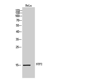 Western Blot - Anti-NUTF2 Antibody (C17138) - Antibodies.com