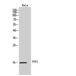 Western Blot - Anti-NUTF2 Antibody (C17138) - Antibodies.com