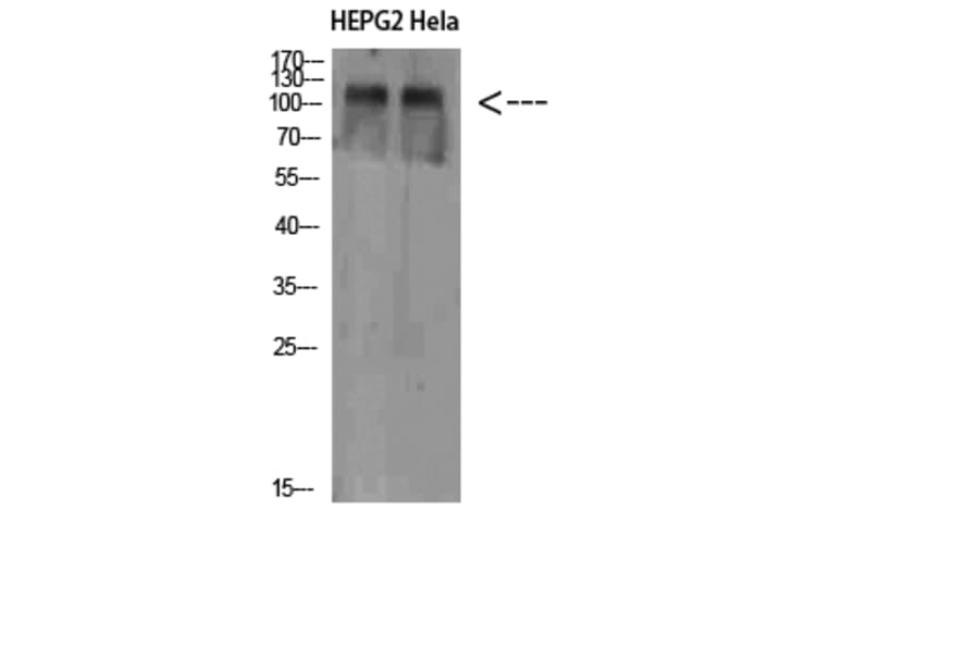 Western Blot - Anti-NLRX1 Antibody (C31027) - Antibodies.com