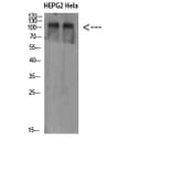 Western Blot - Anti-NLRX1 Antibody (C31027) - Antibodies.com