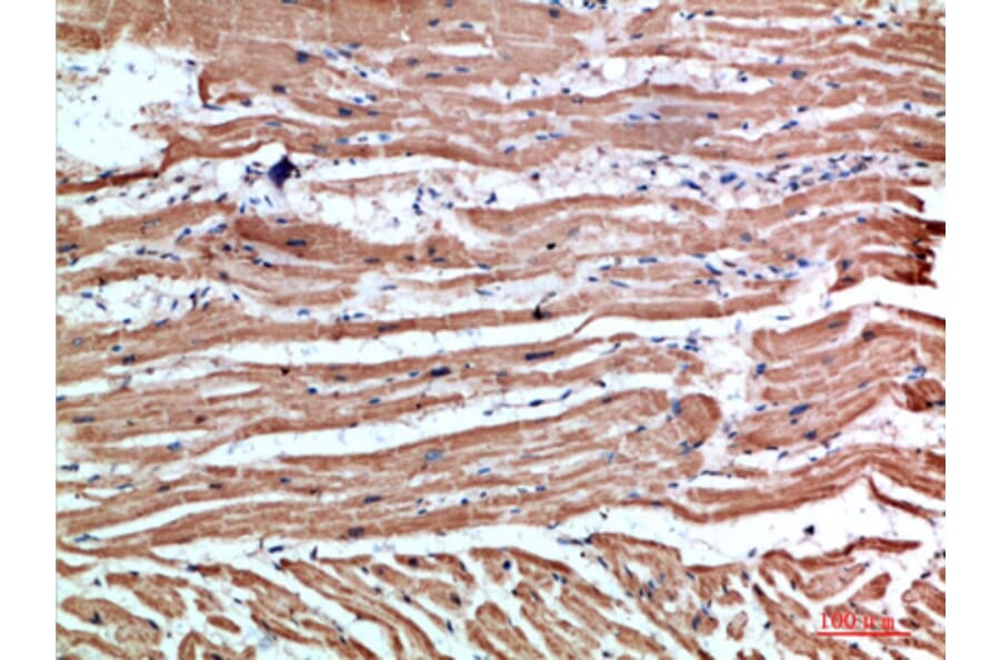 Immunohistochemistry - Anti-NLRX1 Antibody (C31027) - Antibodies.com