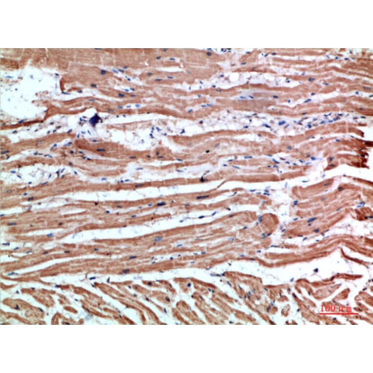 Immunohistochemistry - Anti-NLRX1 Antibody (C31027) - Antibodies.com