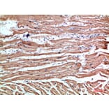 Immunohistochemistry - Anti-NLRX1 Antibody (C31027) - Antibodies.com