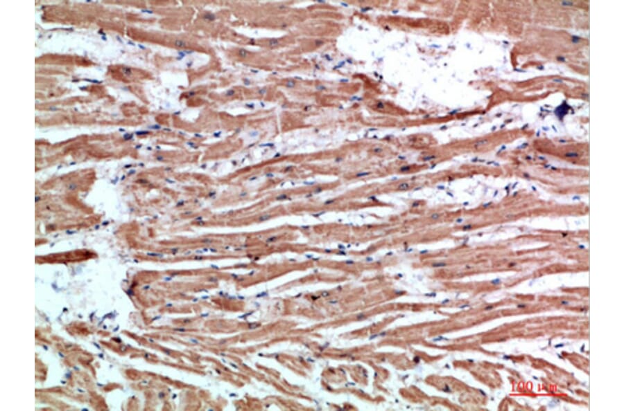 Immunohistochemistry - Anti-NLRX1 Antibody (C31027) - Antibodies.com