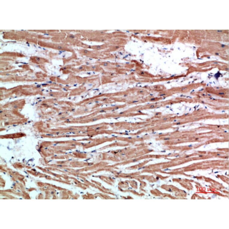 Immunohistochemistry - Anti-NLRX1 Antibody (C31027) - Antibodies.com