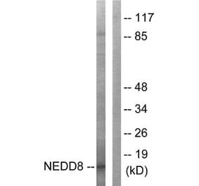 Western Blot - Anti-NEDD8 Antibody (C0359) - Antibodies.com
