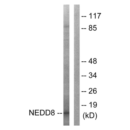 Western Blot - Anti-NEDD8 Antibody (C0359) - Antibodies.com