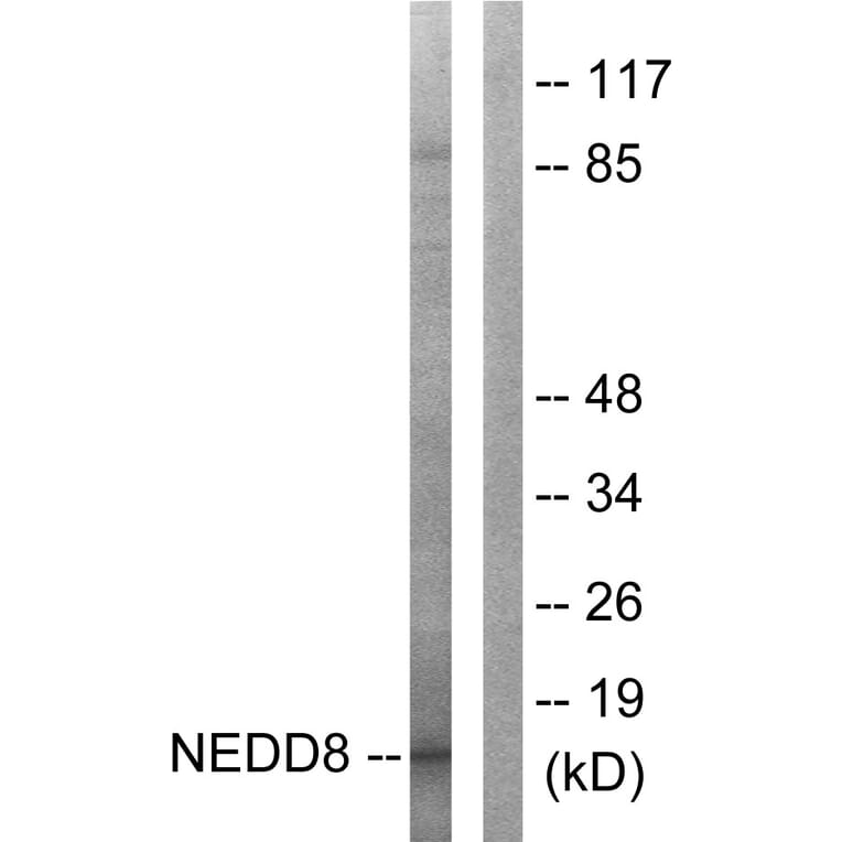 Western Blot - Anti-NEDD8 Antibody (C0359) - Antibodies.com