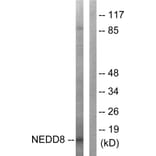 Western Blot - Anti-NEDD8 Antibody (C0359) - Antibodies.com
