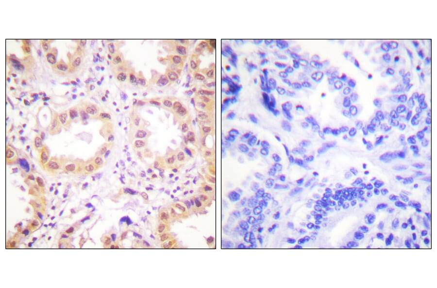 Immunohistochemistry - Anti-NEDD8 Antibody (C0359) - Antibodies.com
