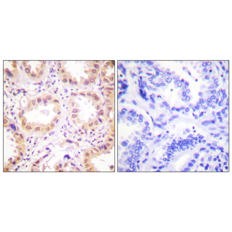 Immunohistochemistry - Anti-NEDD8 Antibody (C0359) - Antibodies.com