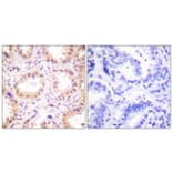 Immunohistochemistry - Anti-NEDD8 Antibody (C0359) - Antibodies.com