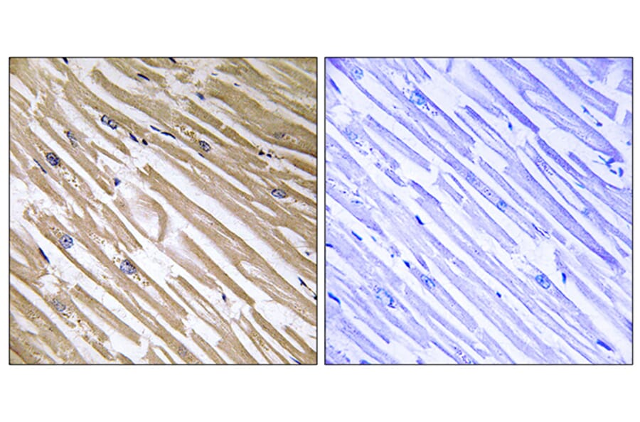 Immunohistochemistry - Anti-NDRG4 Antibody (C18001) - Antibodies.com