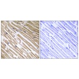 Immunohistochemistry - Anti-NDRG4 Antibody (C18001) - Antibodies.com