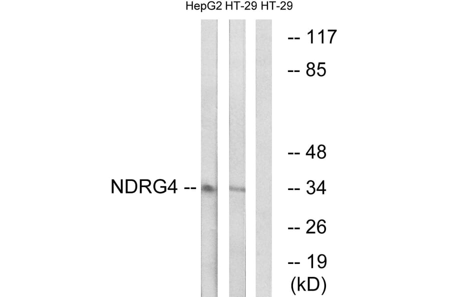 Western Blot - Anti-NDRG4 Antibody (C18001) - Antibodies.com