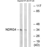 Western Blot - Anti-NDRG4 Antibody (C18001) - Antibodies.com