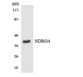 Western Blot - Anti-NDRG4 Antibody (R12-3081) - Antibodies.com