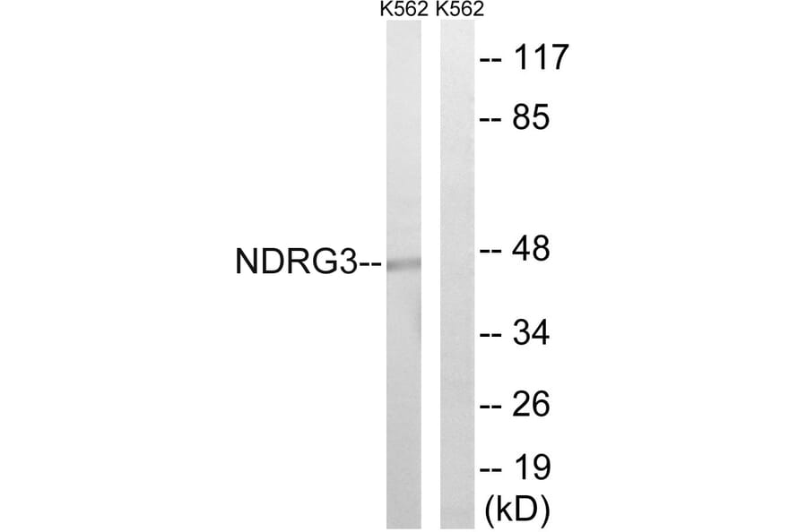 Western Blot - Anti-NDRG3 Antibody (C18000) - Antibodies.com