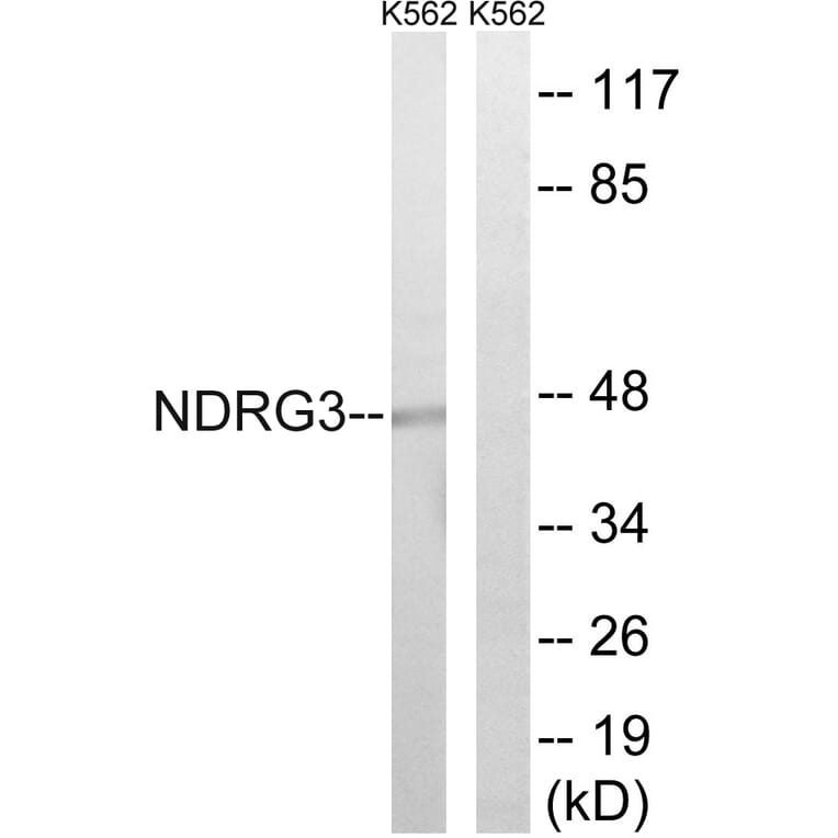 Western Blot - Anti-NDRG3 Antibody (C18000) - Antibodies.com