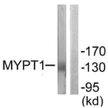 Western Blot - Anti-MYPT1 Antibody (B0518) - Antibodies.com