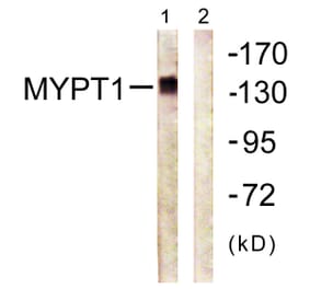 Western Blot - Anti-MYPT1 Antibody (B0517) - Antibodies.com