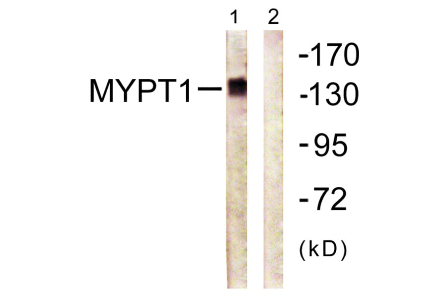 Western Blot - Anti-MYPT1 Antibody (B0517) - Antibodies.com