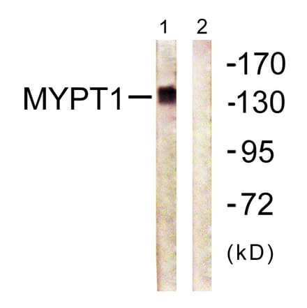 Western Blot - Anti-MYPT1 Antibody (B0517) - Antibodies.com