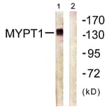 Western Blot - Anti-MYPT1 Antibody (B0517) - Antibodies.com