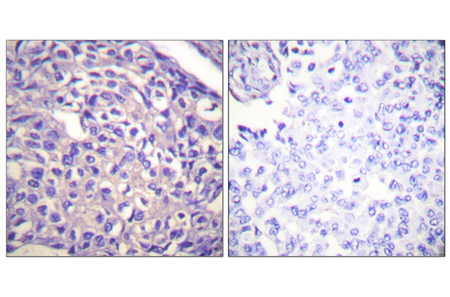 Immunohistochemistry - Anti-MYPT1 Antibody (B0517) - Antibodies.com