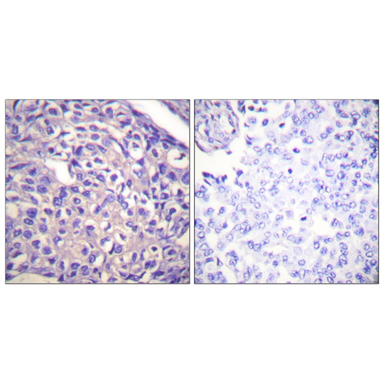 Immunohistochemistry - Anti-MYPT1 Antibody (B0517) - Antibodies.com
