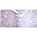 Immunohistochemistry - Anti-MYPT1 Antibody (B0517) - Antibodies.com