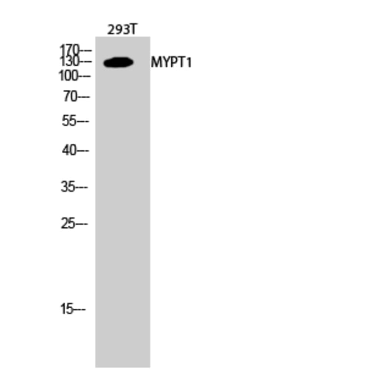 Western Blot - Anti-MYPT1 Antibody (B0517) - Antibodies.com
