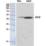 Western Blot - Anti-MYLIP Antibody (C15558) - Antibodies.com