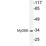Western Blot - Anti-MyD88 Antibody (R12-2244) - Antibodies.com