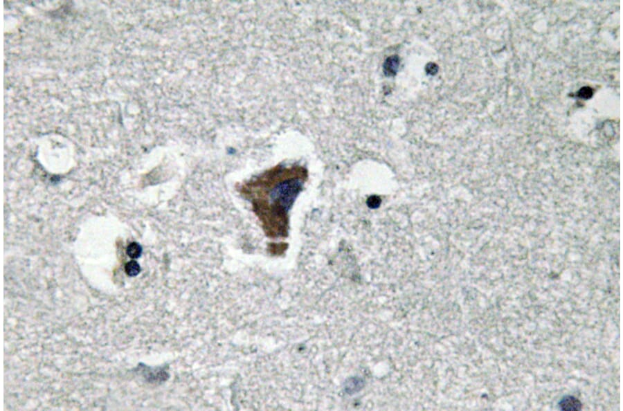 Immunohistochemistry - Anti-MyD88 Antibody (R12-2244) - Antibodies.com