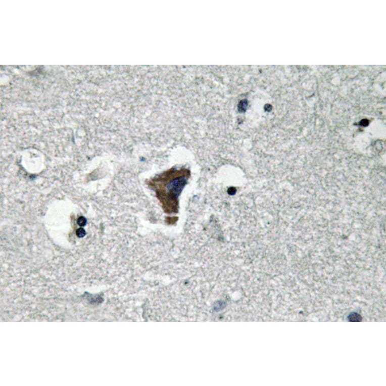 Immunohistochemistry - Anti-MyD88 Antibody (R12-2244) - Antibodies.com