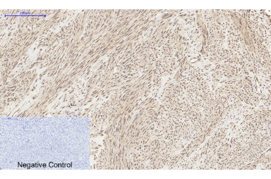 Immunohistochemistry - Anti-MyD88 Antibody (R12-2244) - Antibodies.com