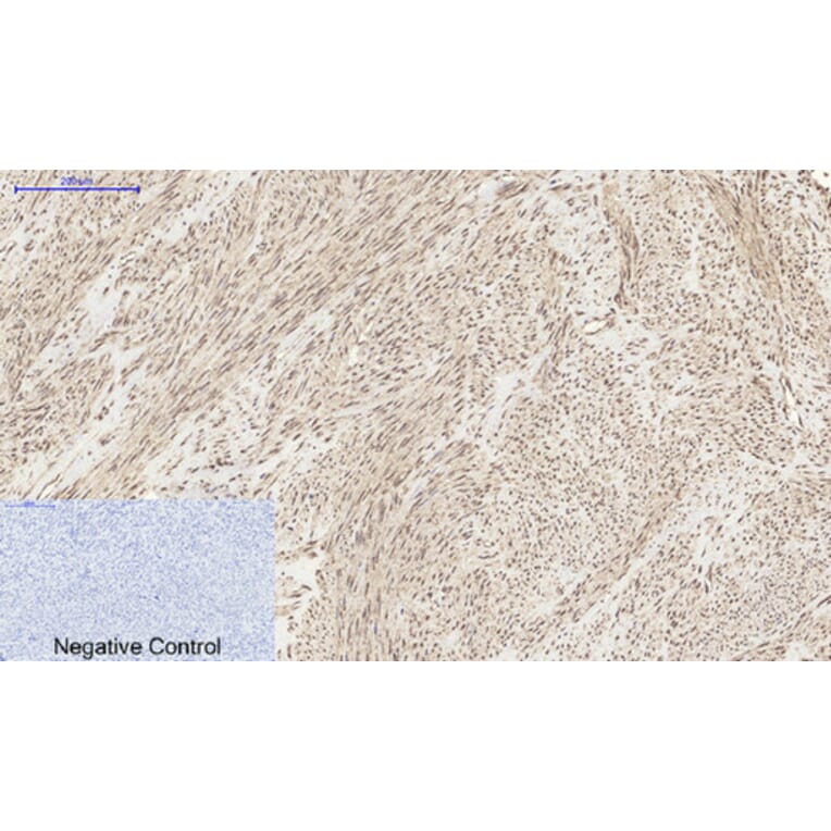 Immunohistochemistry - Anti-MyD88 Antibody (R12-2244) - Antibodies.com