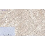 Immunohistochemistry - Anti-MyD88 Antibody (R12-2244) - Antibodies.com