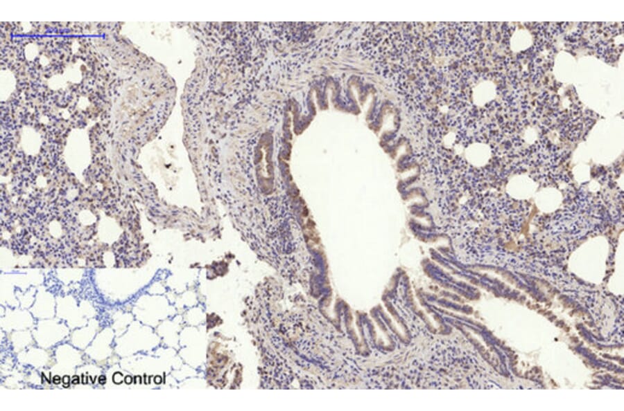 Immunohistochemistry - Anti-MyD88 Antibody (R12-2244) - Antibodies.com