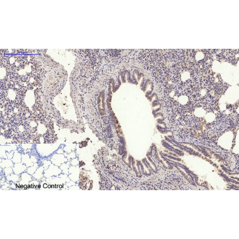 Immunohistochemistry - Anti-MyD88 Antibody (R12-2244) - Antibodies.com