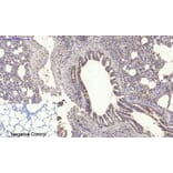 Immunohistochemistry - Anti-MyD88 Antibody (R12-2244) - Antibodies.com