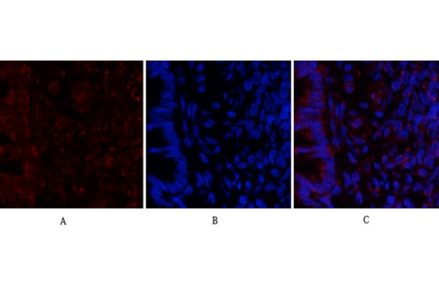 Immunofluorescence - Anti-MyD88 Antibody (R12-2244) - Antibodies.com