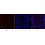 Immunofluorescence - Anti-MyD88 Antibody (R12-2244) - Antibodies.com