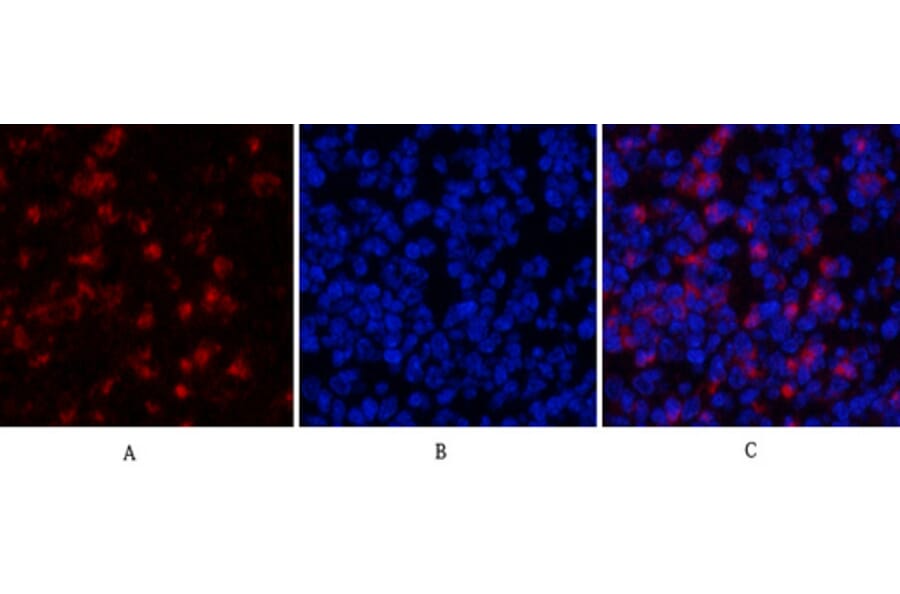 Immunofluorescence - Anti-MyD88 Antibody (R12-2244) - Antibodies.com