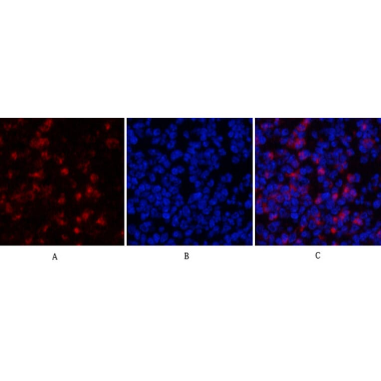 Immunofluorescence - Anti-MyD88 Antibody (R12-2244) - Antibodies.com