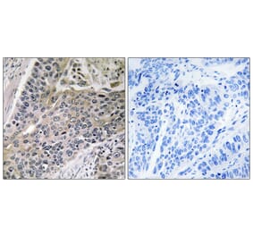 Immunohistochemistry - Anti-MRPS7 Antibody (C14044) - Antibodies.com