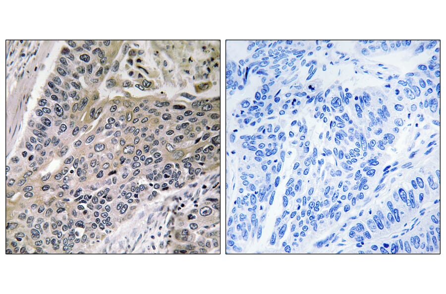 Immunohistochemistry - Anti-MRPS7 Antibody (C14044) - Antibodies.com
