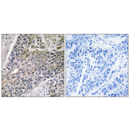 Immunohistochemistry - Anti-MRPS7 Antibody (C14044) - Antibodies.com